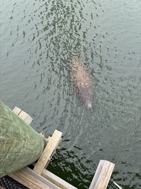 Manatee spotted from dock
